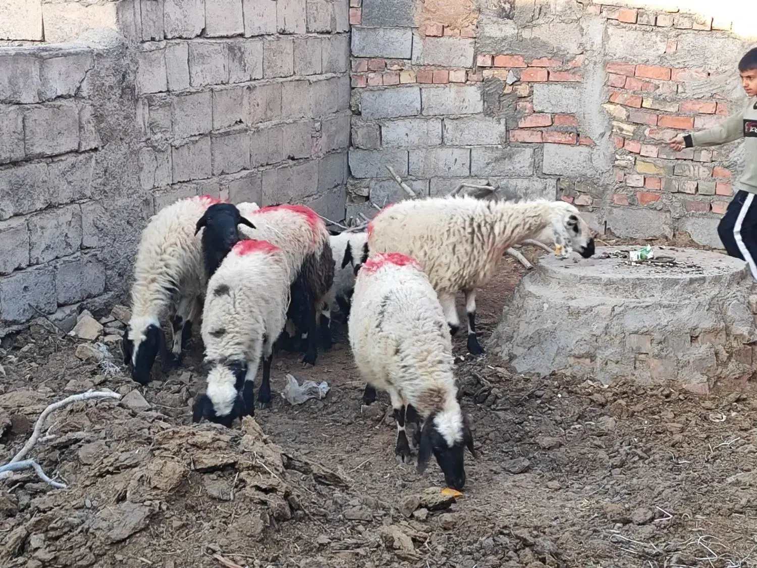 میش|حیوانات مزرعه|یزدان شهر, |دیوار