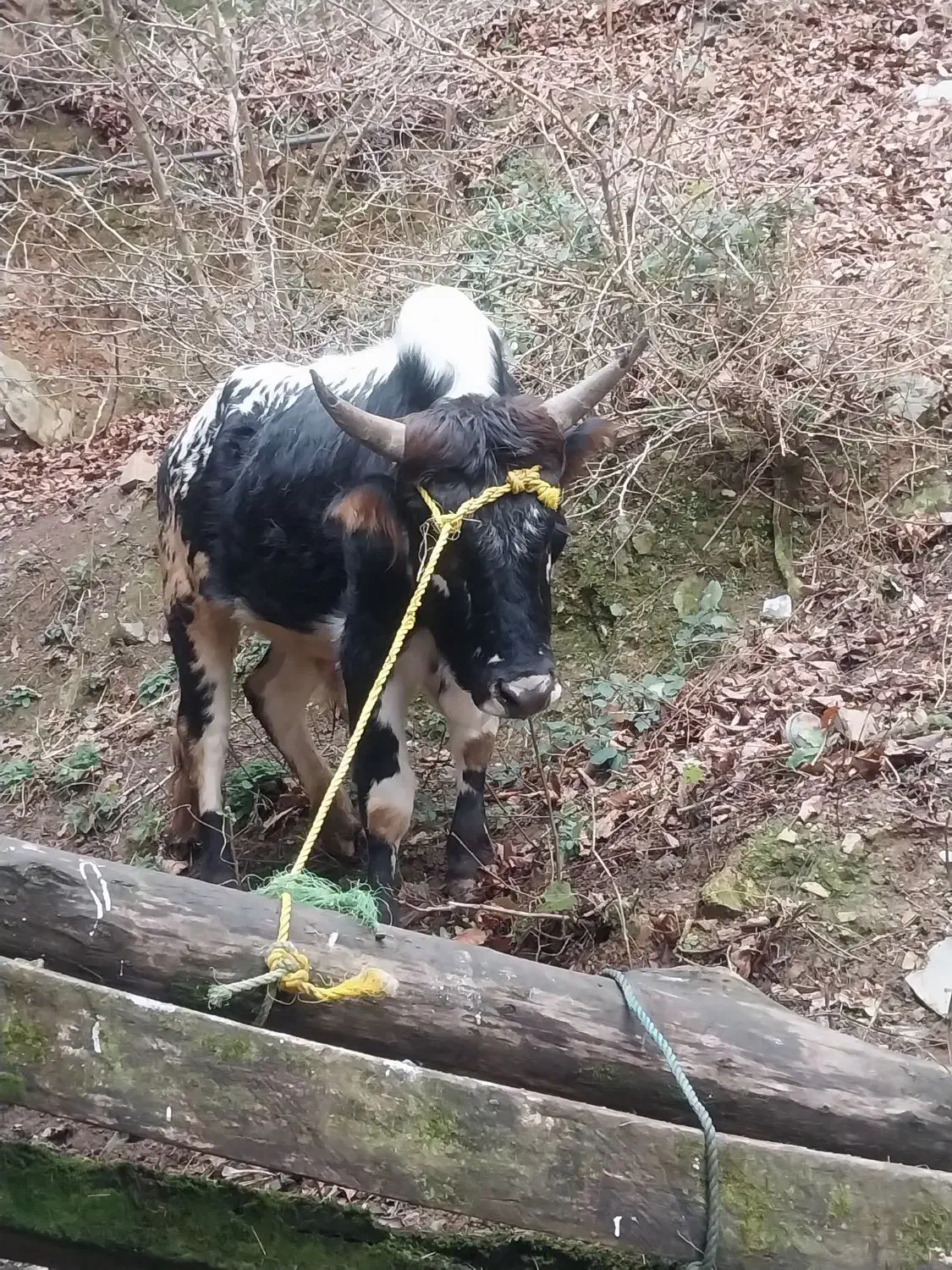 گوساله نر|حیوانات مزرعه|ماکلوان, |دیوار