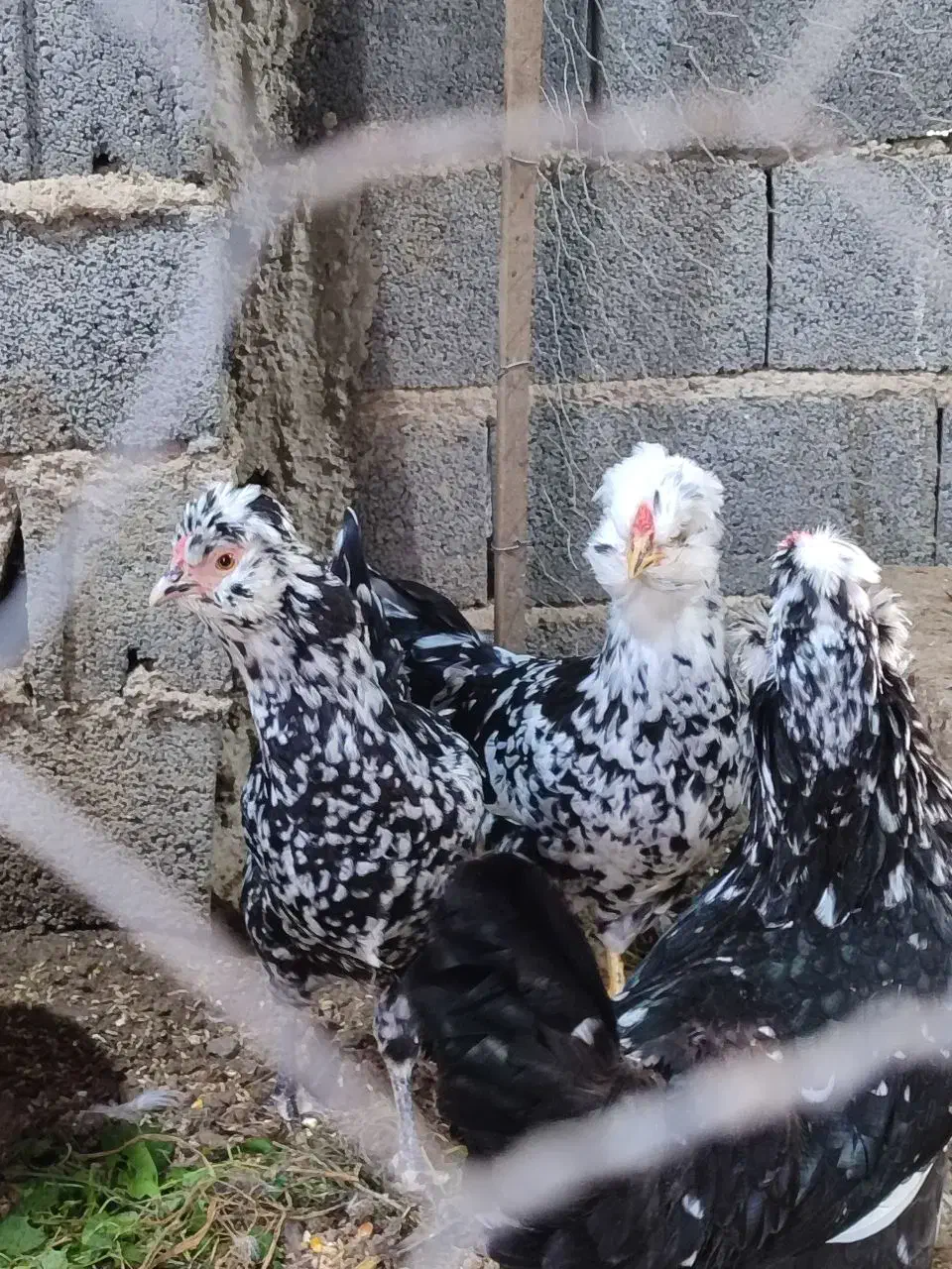 مرغ و خروس گلین پنگوئنی و خال سوزنی فول کیفیت|حیوانات مزرعه|ساری, |دیوار