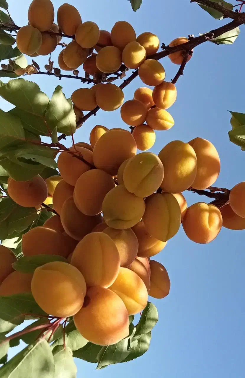 نهال زردآلو کیفیت بالا و تضمینی|خدمات باغبانی و درختکاری|سلماس, |دیوار