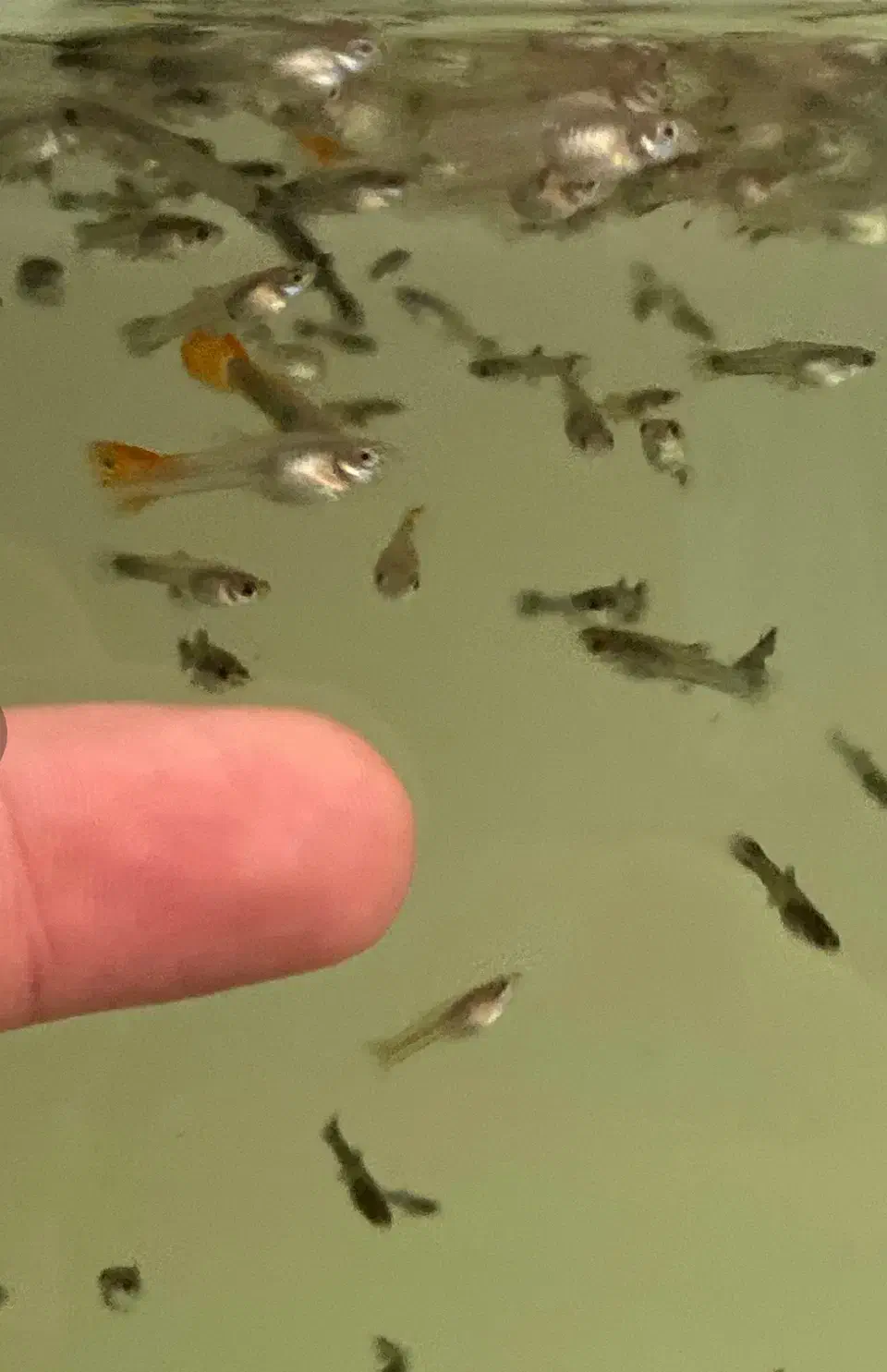 گوپی خراک و مولد و پیش مولد|ماهی|یزد, |دیوار