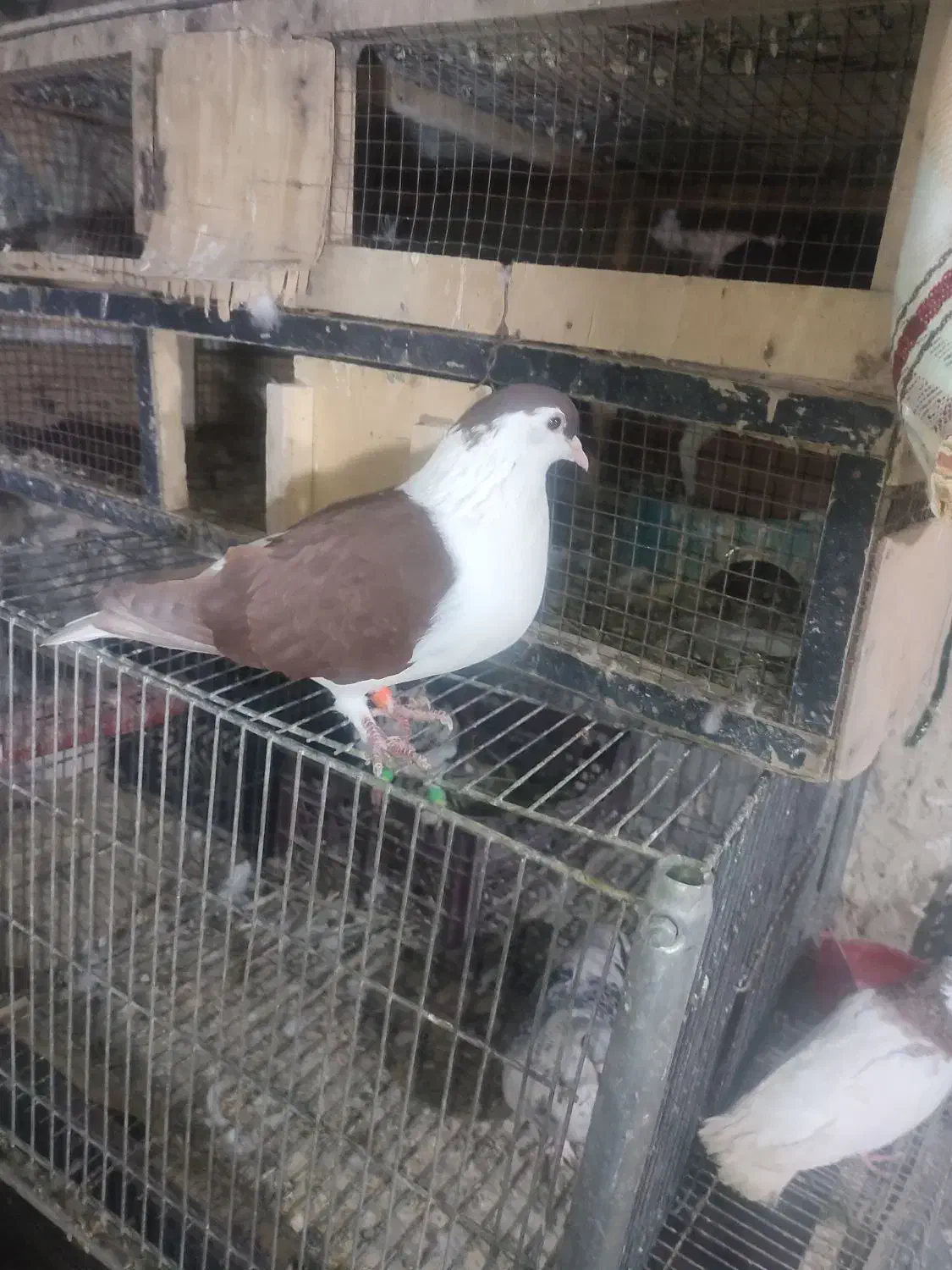 کفتر ماده ساده افغان|پرنده|سراوان, |دیوار