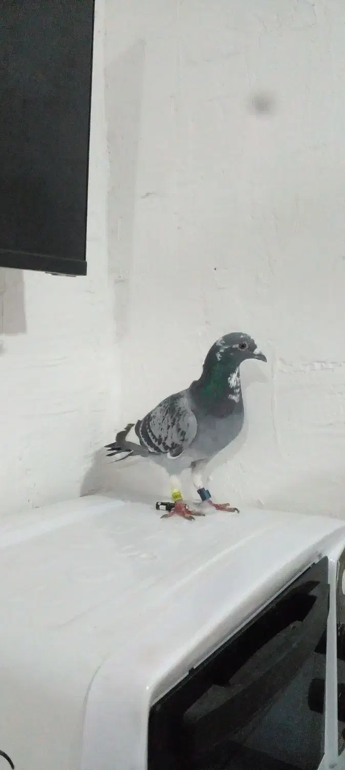 گرفتنی|پرنده|خرمشهر, |دیوار