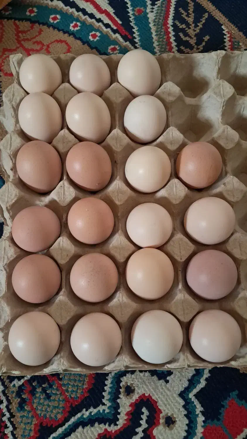 تخم اوشامو|حیوانات مزرعه|کرمانشاه, |دیوار