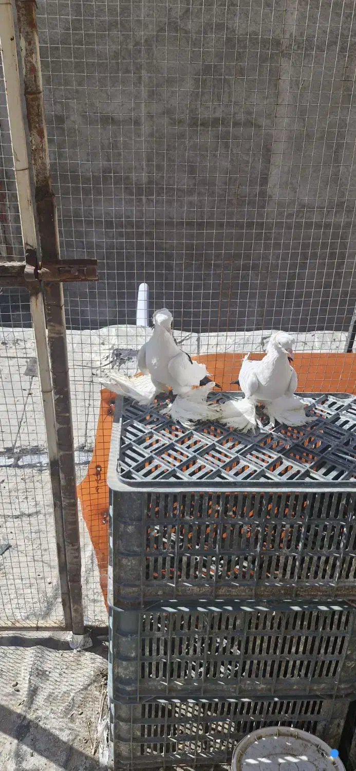 کبوتر ...|پرنده|تبریز, |دیوار