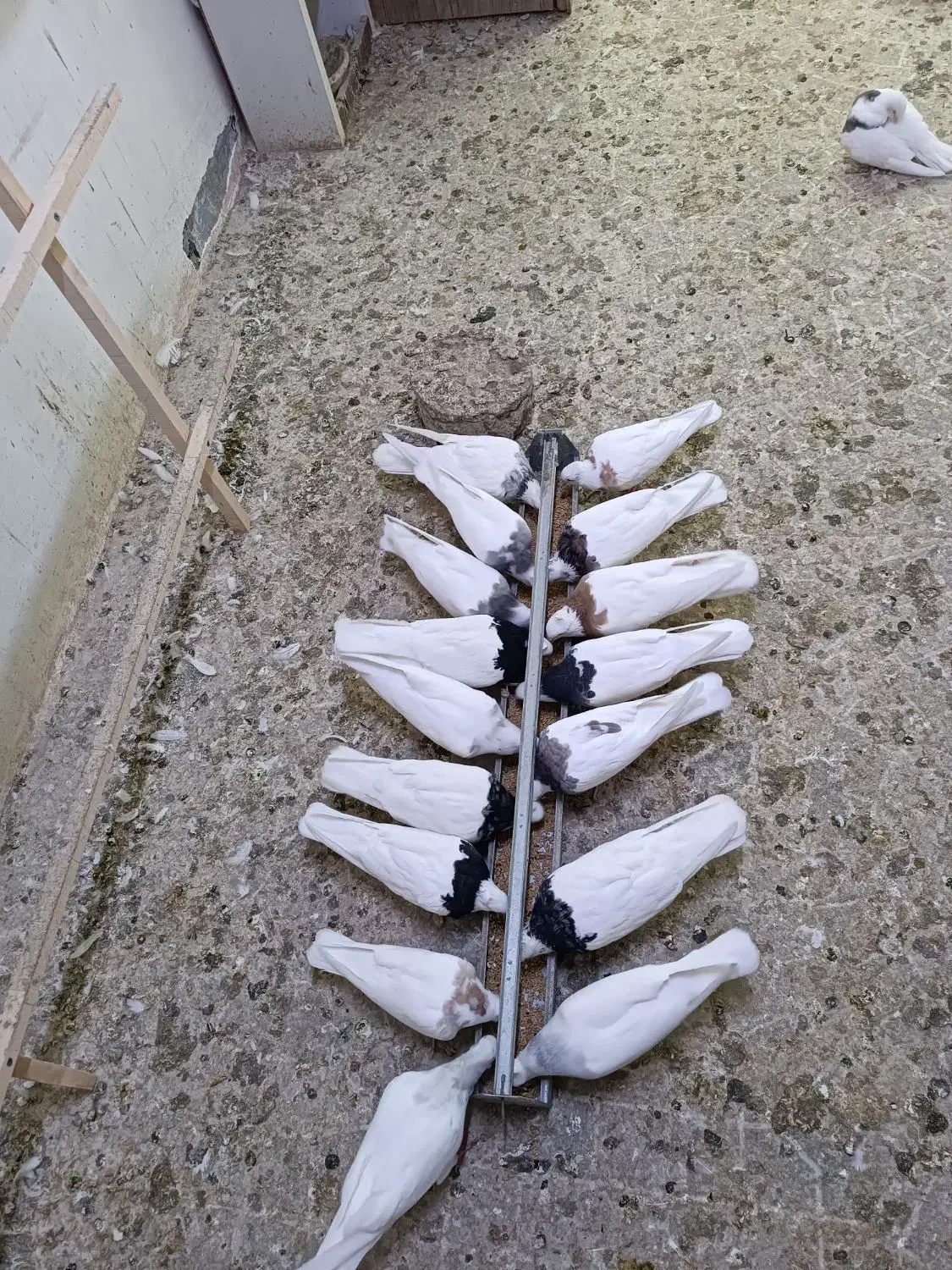 کفتر طوقی با جوجه|پرنده|ماهدشت, |دیوار