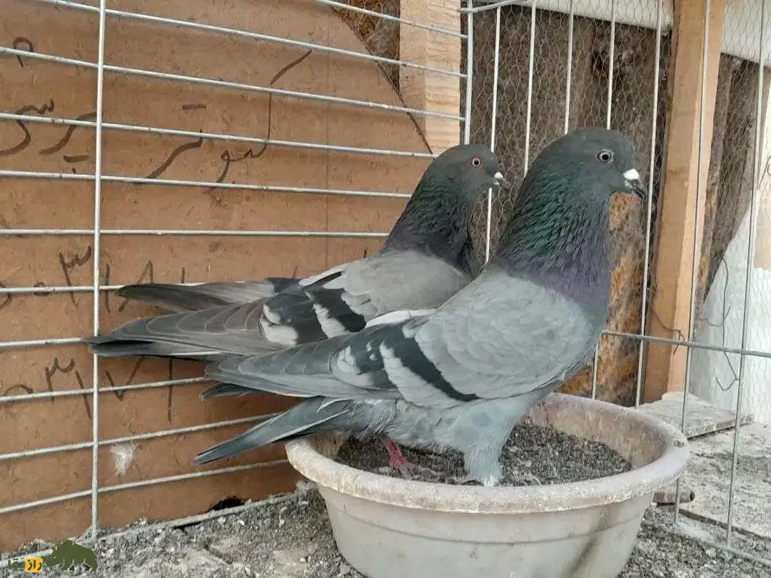 کبوتر جوجه کفتر|حیوانات|قم, باجک یک|دیوار