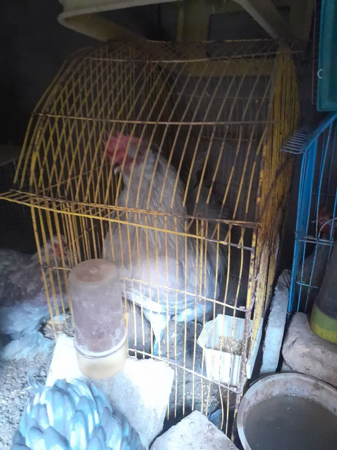 مرغ وخروس|حیوانات مزرعه|اسکو, |دیوار