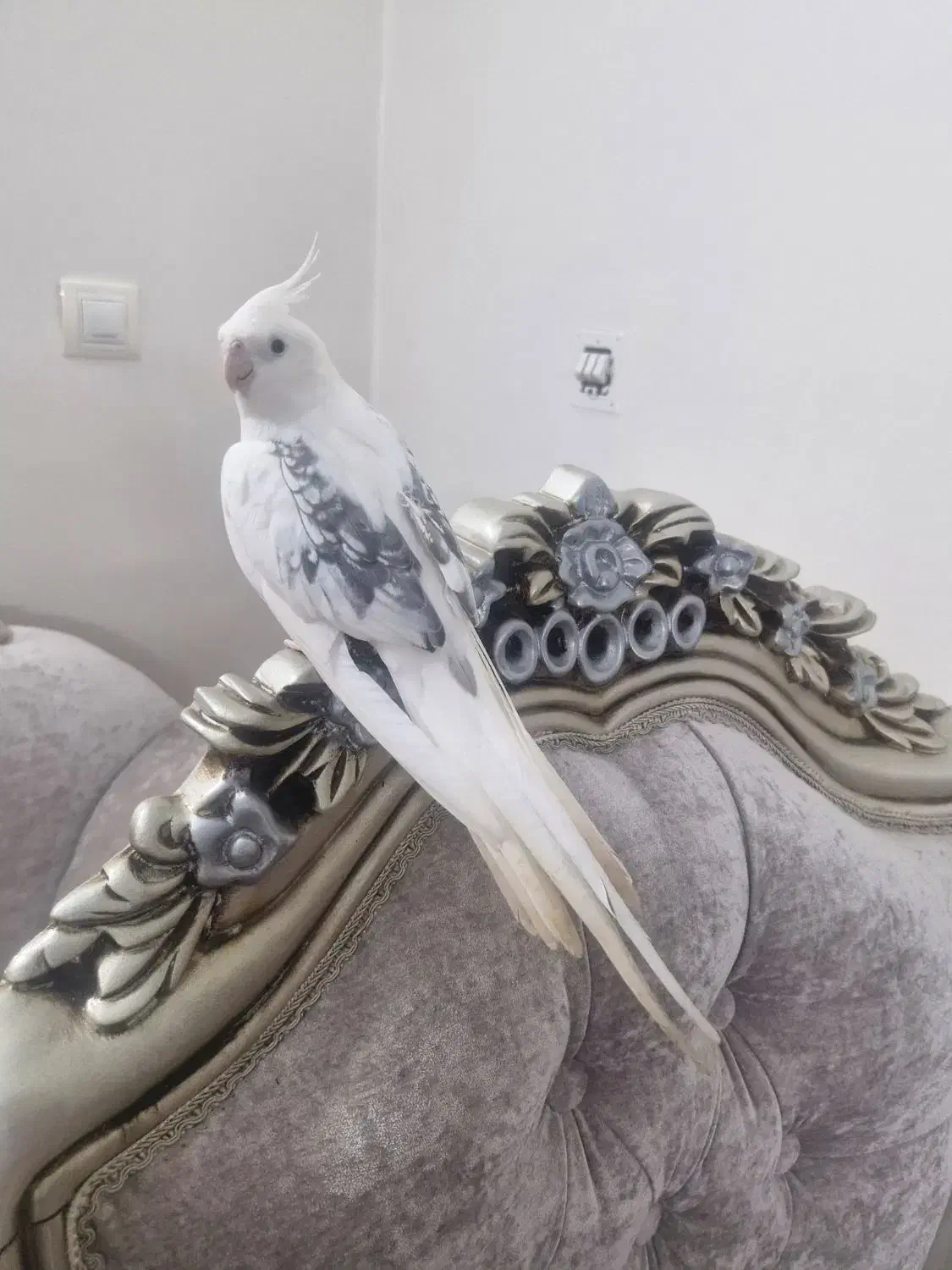 عروس هلندی مولد|پرنده|رشت, استقامت ۲|دیوار