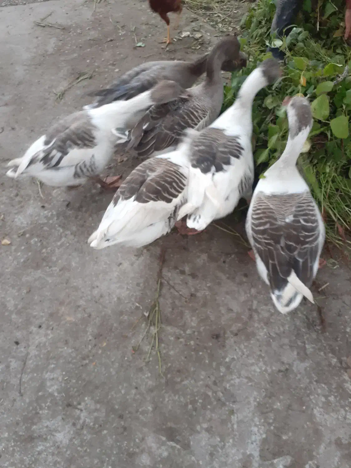 غاز محلی خوش خوراک|حیوانات مزرعه|رشت, فلسطین|دیوار