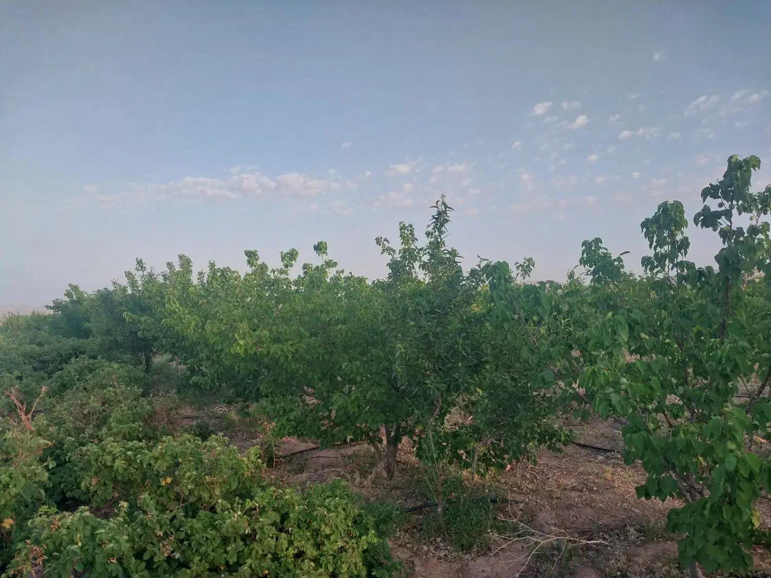 باغ فروشی دز جوشقان قالی|فروش خانه و ویلا|میمه, |دیوار