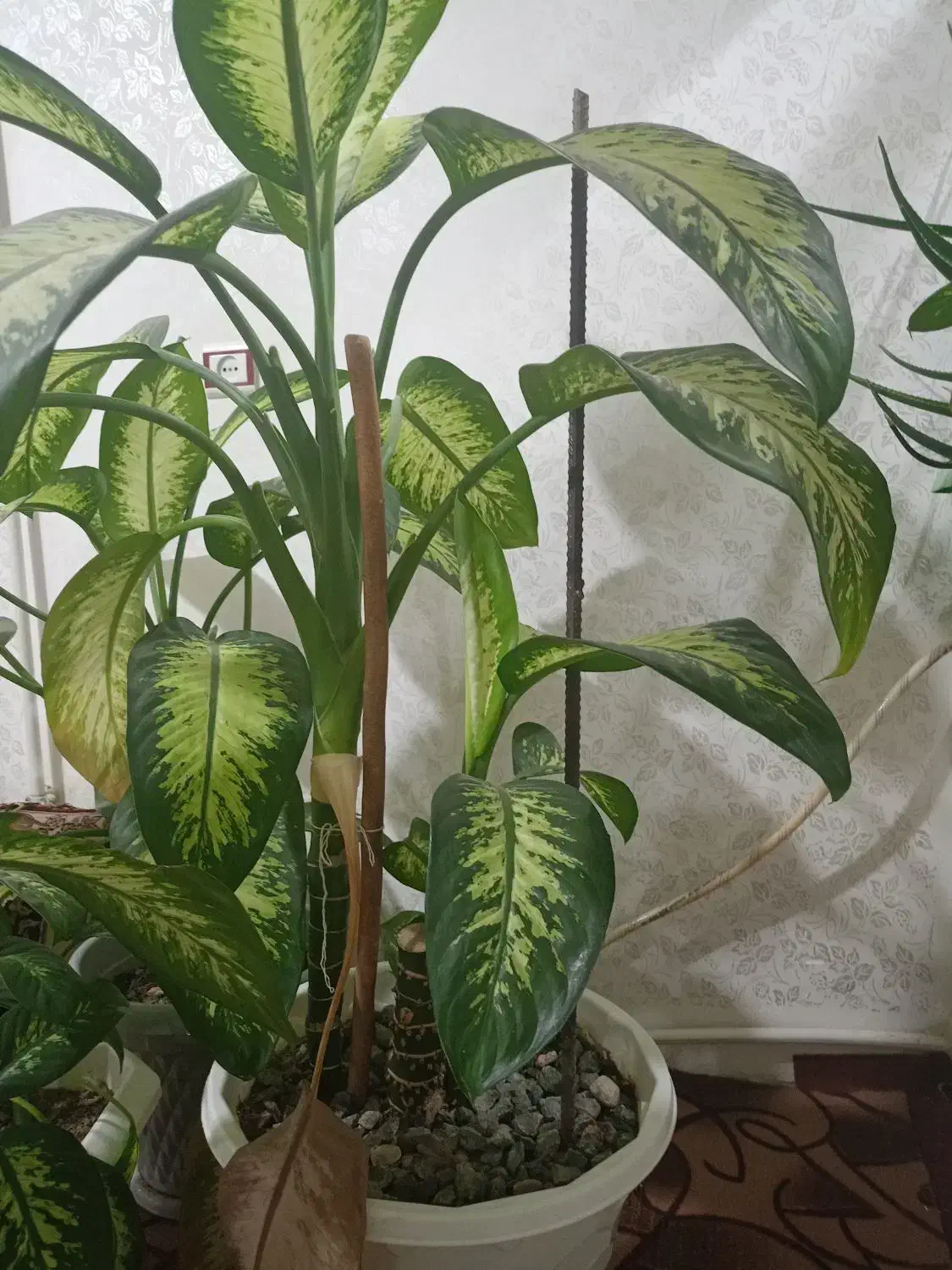 گل دیفن|گل و گیاه طبیعی|بلبان آباد, |دیوار