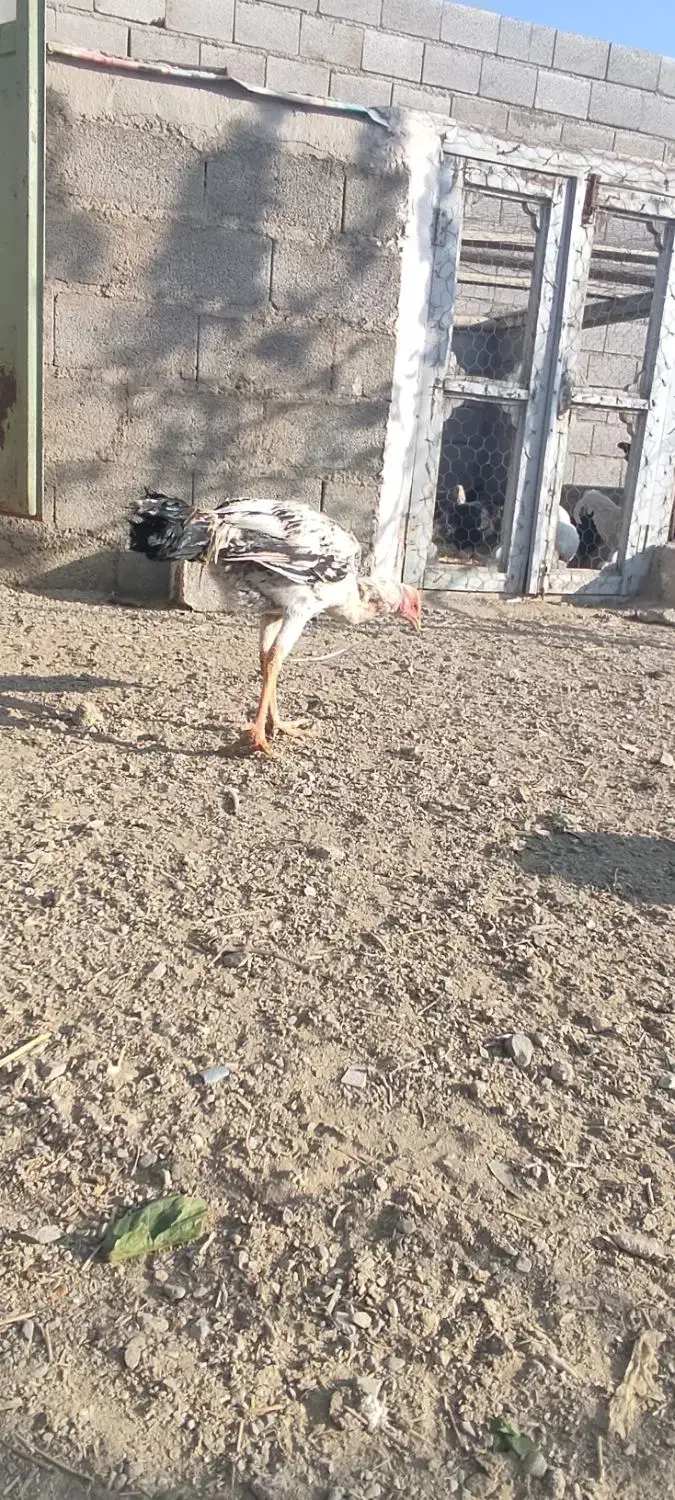 بچه و فریح لاری در سلماس|حیوانات مزرعه|خوی, |دیوار