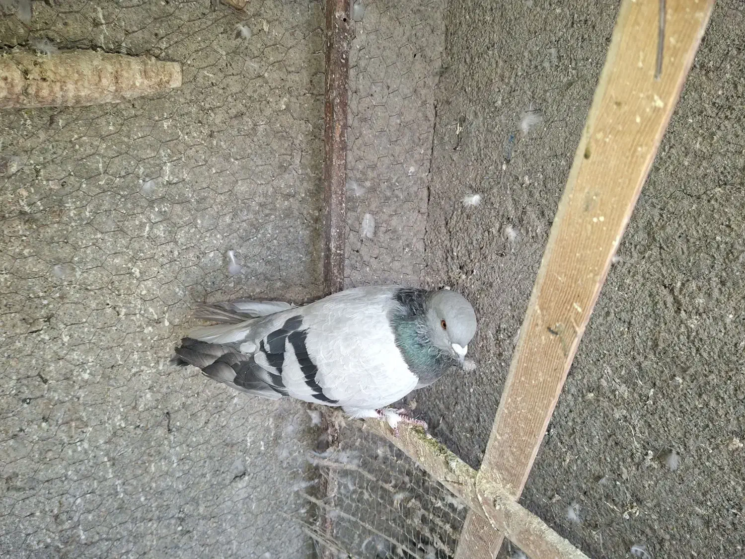 کبوتر پرشی|پرنده|گلمکان, |دیوار