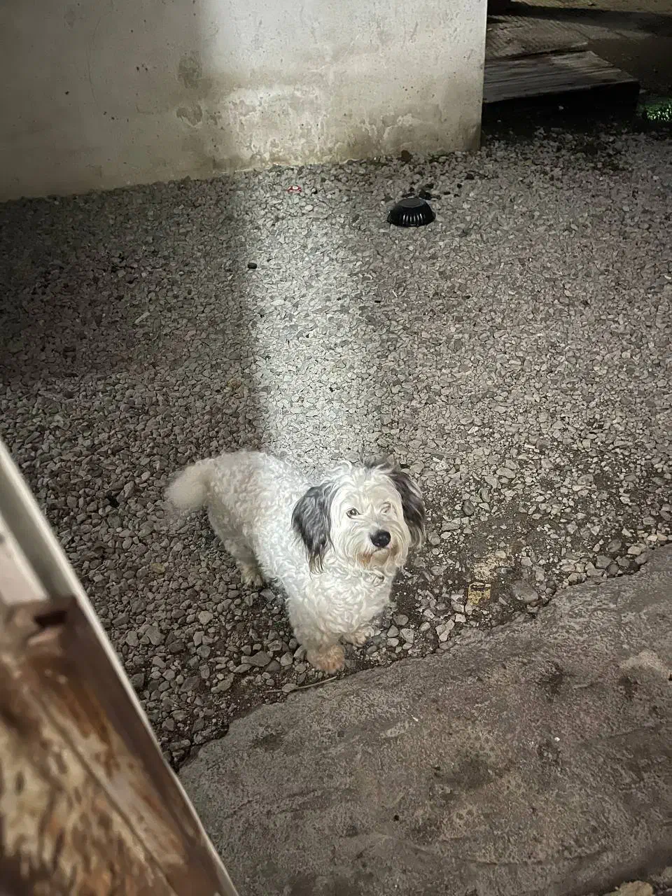 واگذاری رایگان|سگ|رامسر, |دیوار