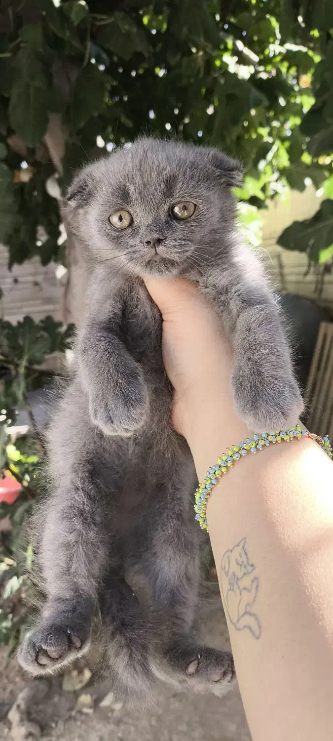 توله گربه نژاددار|گربه|شیراز, تندگویان|دیوار