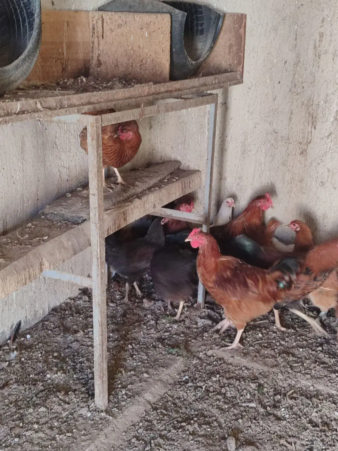 تعدادی خروس جوانه|حیوانات مزرعه|گنبد کاووس, |دیوار