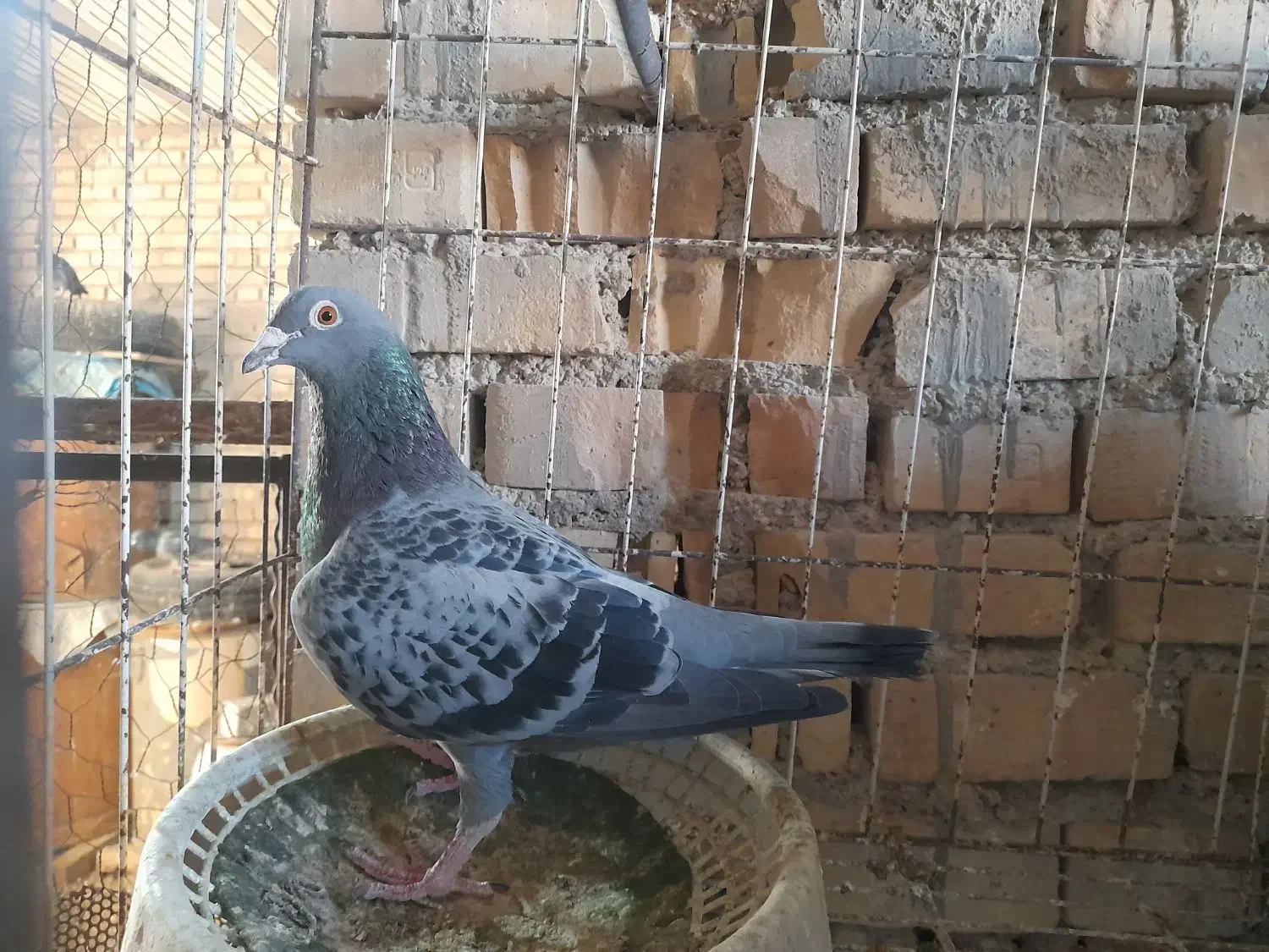 بازرگان نشسته|پرنده|باوی, |دیوار