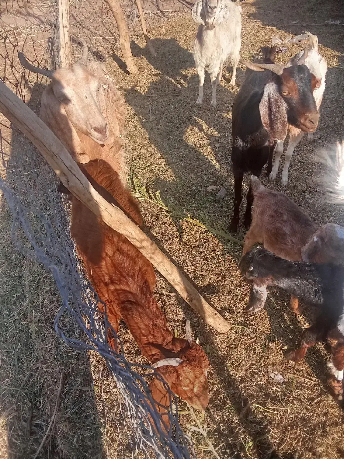 بز فروشی|حیوانات مزرعه|بم, |دیوار