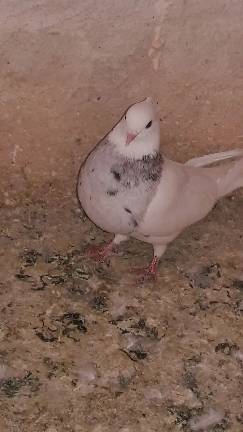 کبوتر|پرنده|بهبهان, |دیوار