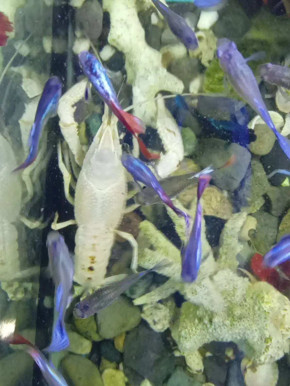 فروش آکواریوم ماهی|ماهی|رشت, معلم|دیوار