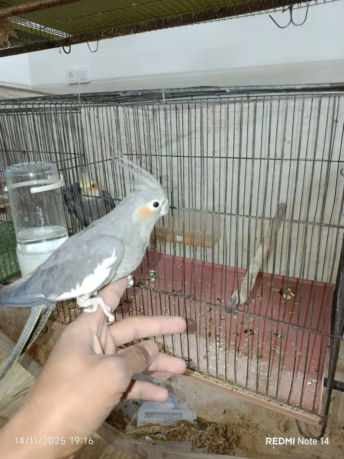 جفت عروس هلندی|پرنده|یزد, |دیوار