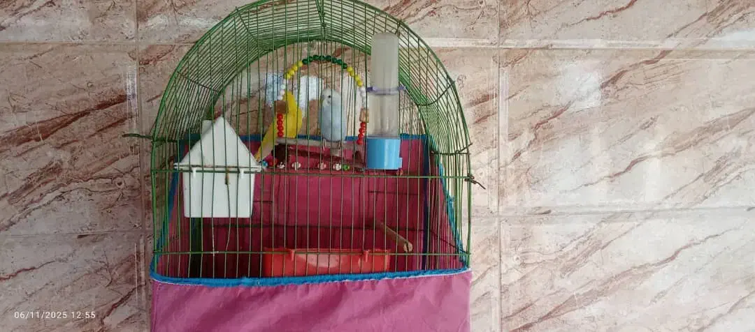 مرغ عشق|پرنده|چمران, |دیوار