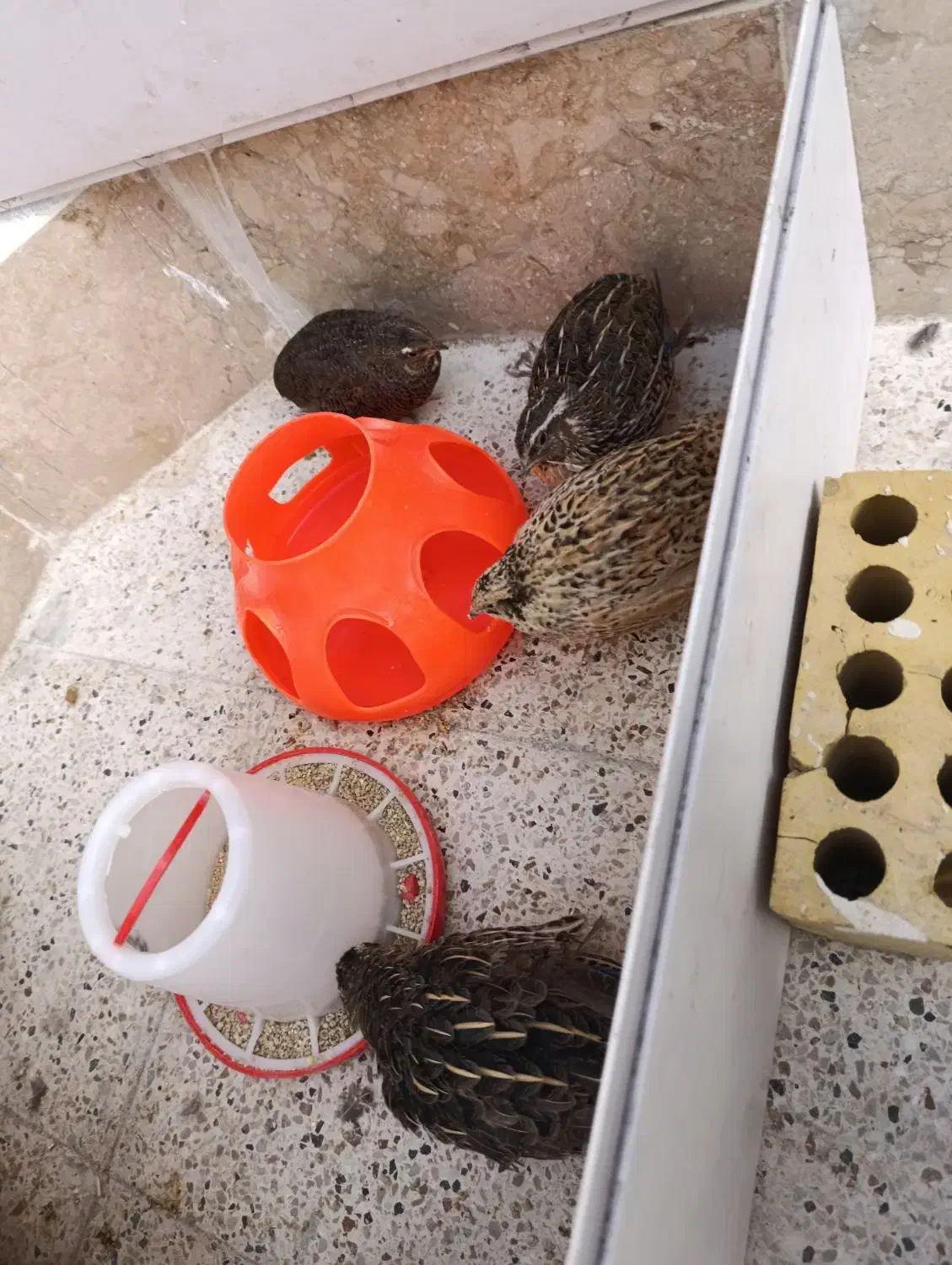 بلدرچین|حیوانات مزرعه|مشهد, رده|دیوار