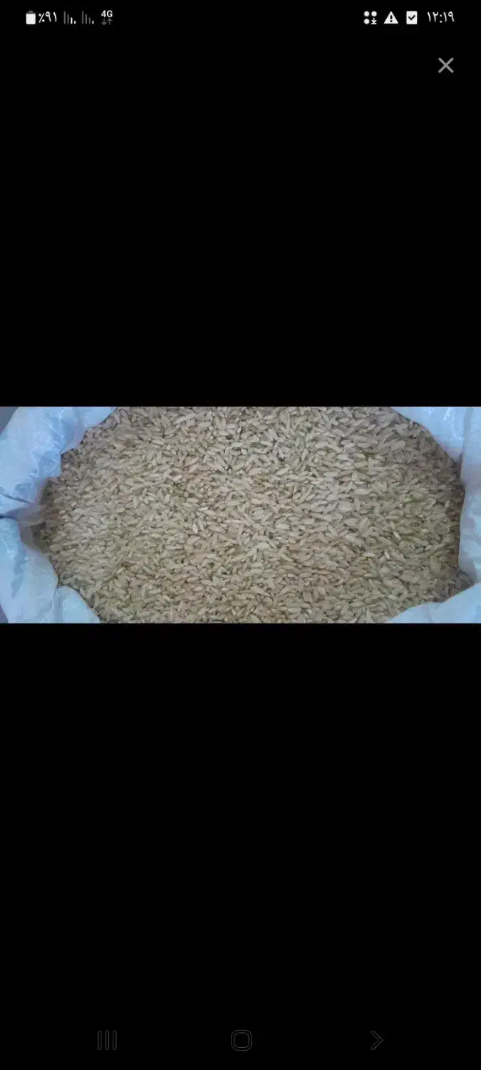 برنج چمپا و گرده( شهری)|خوردنی و آشامیدنی|یاسوج, |دیوار