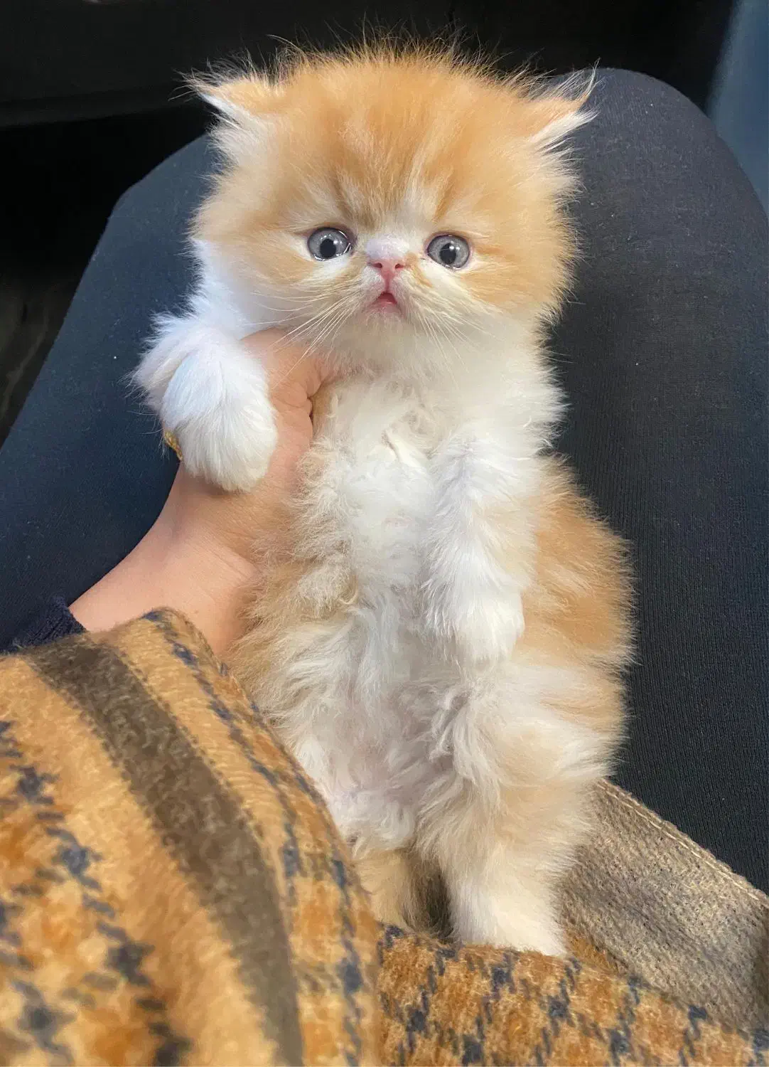 گربه پرشین سفید و بایکالر|گربه|شیراز, معالی‌آباد|دیوار