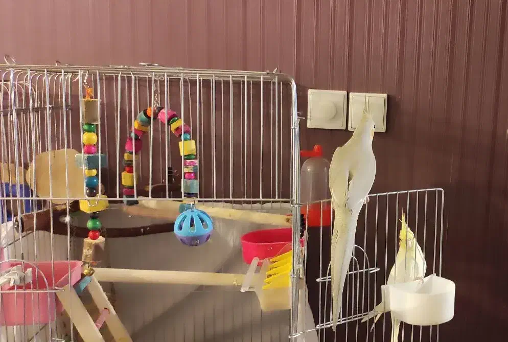 عروس هلندی ماده|پرنده|اهواز, شهرک برق|دیوار