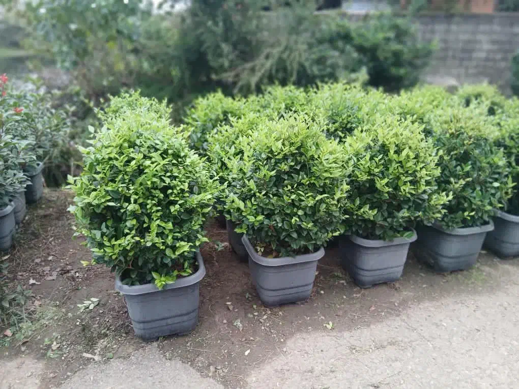 کاشت درخت و طراحی باغ و باغشهر|خدمات باغبانی و درختکاری|صدرا-فارس, فاز ۱|دیوار