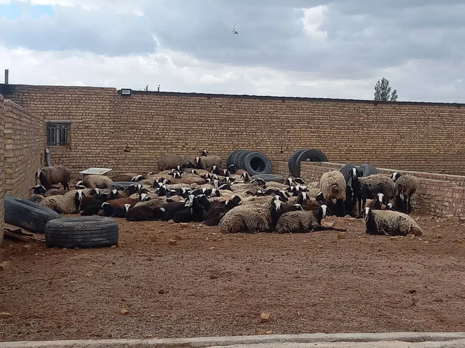 درجه یک ترین نژاد shal،طلای 24 عیار|حیوانات مزرعه|شیراز, احمدآباد|دیوار