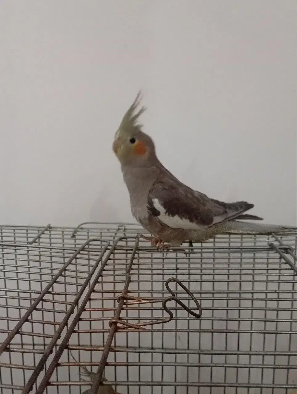 جوجه عروس هلندی نر.|پرنده|قصرشیرین, |دیوار