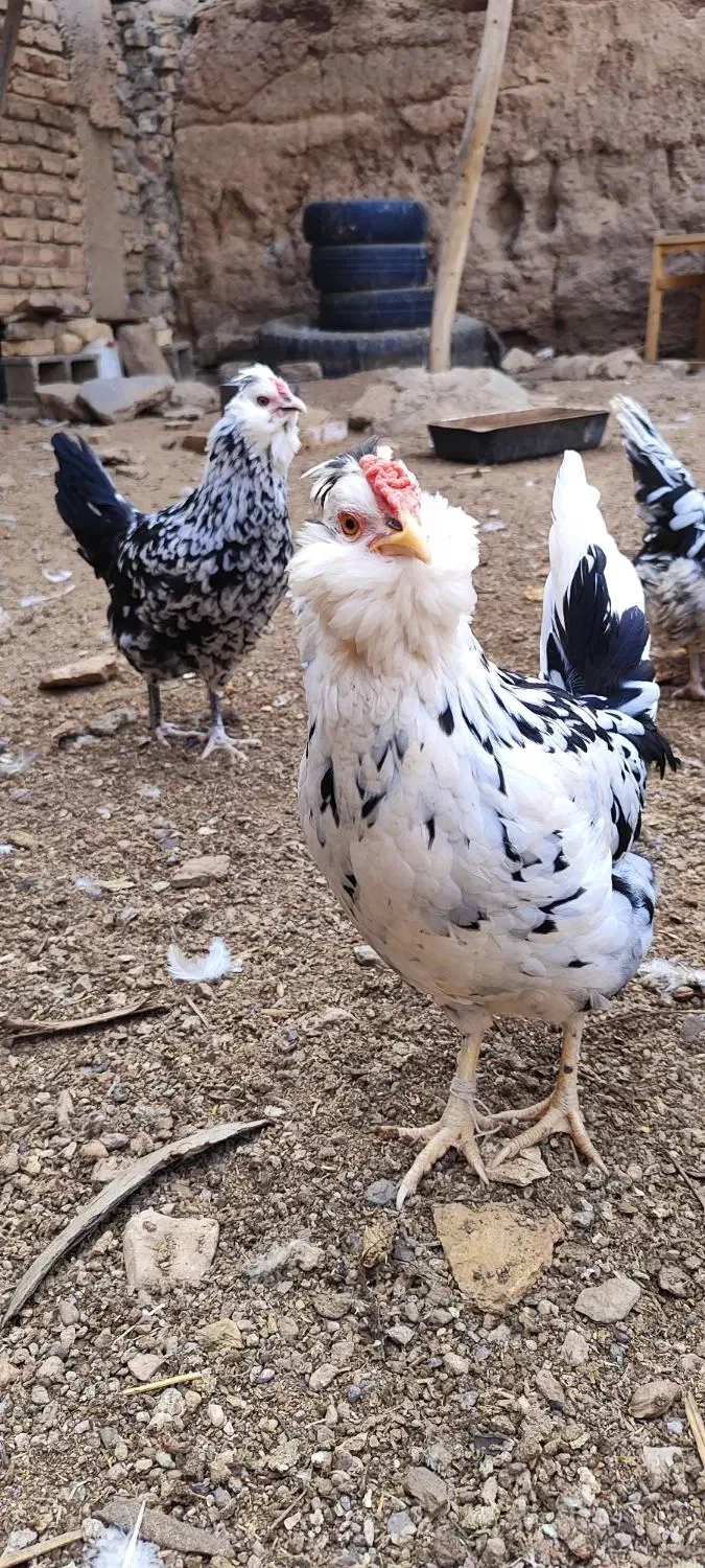 نیمچه،مرغ و خروس گلین،مرندی و گردن لخت|حیوانات مزرعه|ساوه, |دیوار