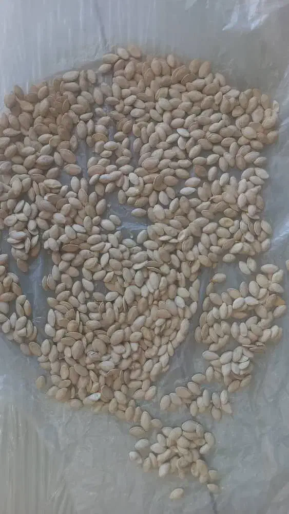 خرید وفروش تخم کدو گوشتی|خوردنی و آشامیدنی|تهران, جلیلی|دیوار