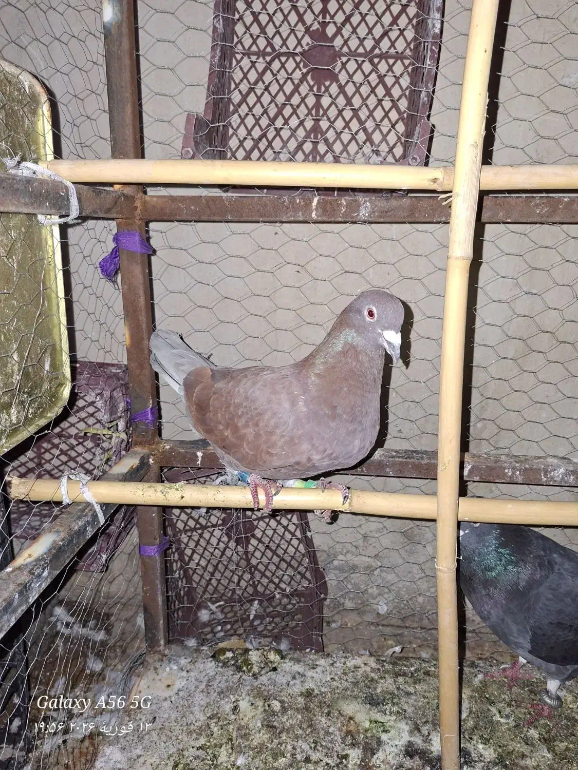 کبوتر|پرنده|دهدشت, |دیوار