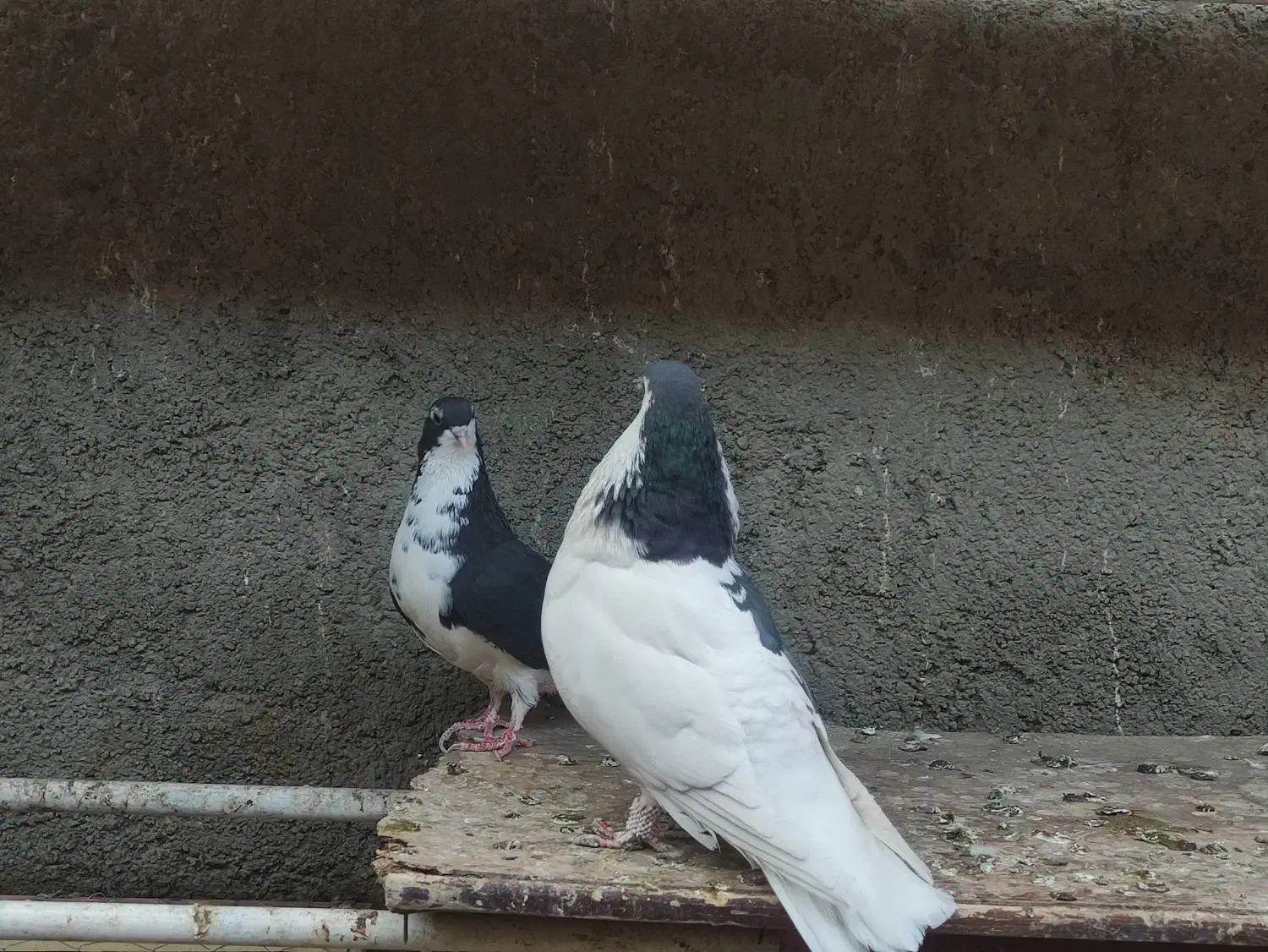 کفتر جفتگاه|پرنده|کاشمر, |دیوار