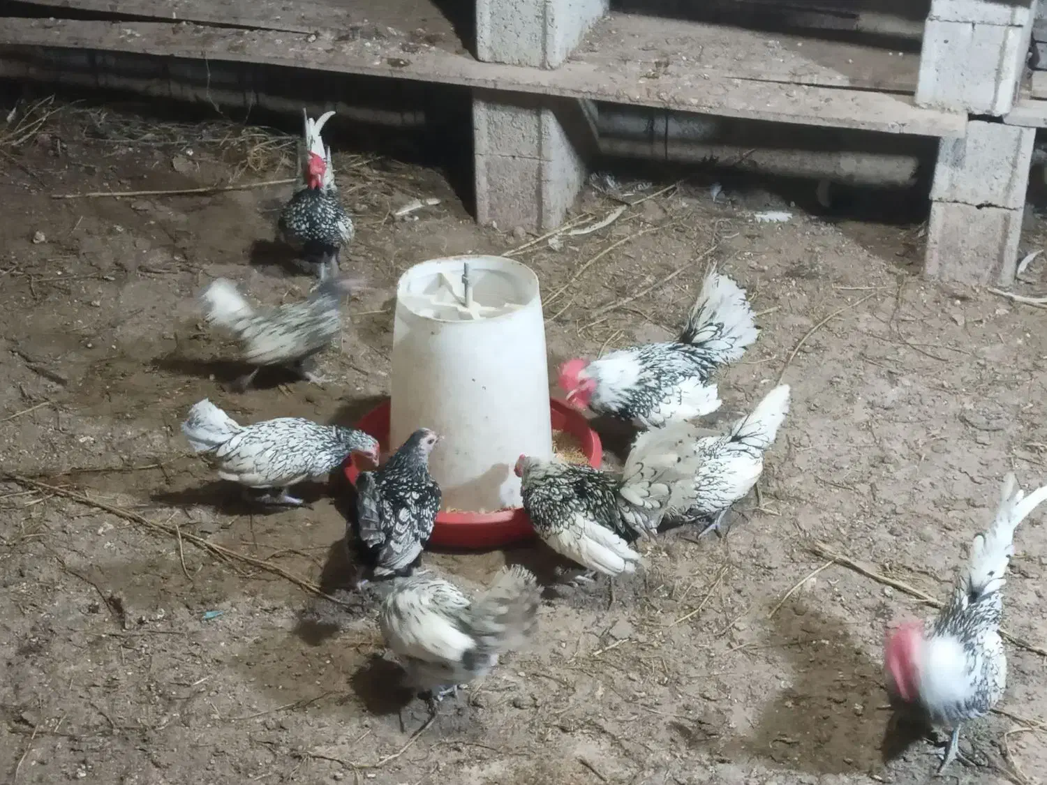 مرغ و خروس سبرایت پولک منظم|حیوانات مزرعه|شلمان, |دیوار