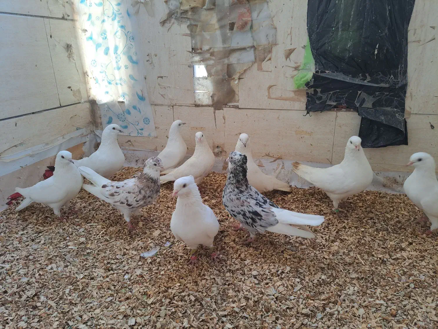 ۳جفت کفتر سفید نر ماده جفت|پرنده|بندرعباس, |دیوار