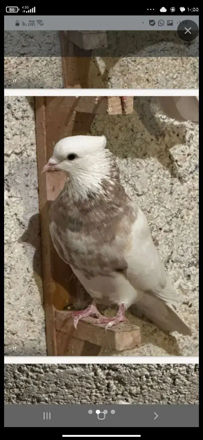 7عدد طوقی|پرنده|یزد, |دیوار