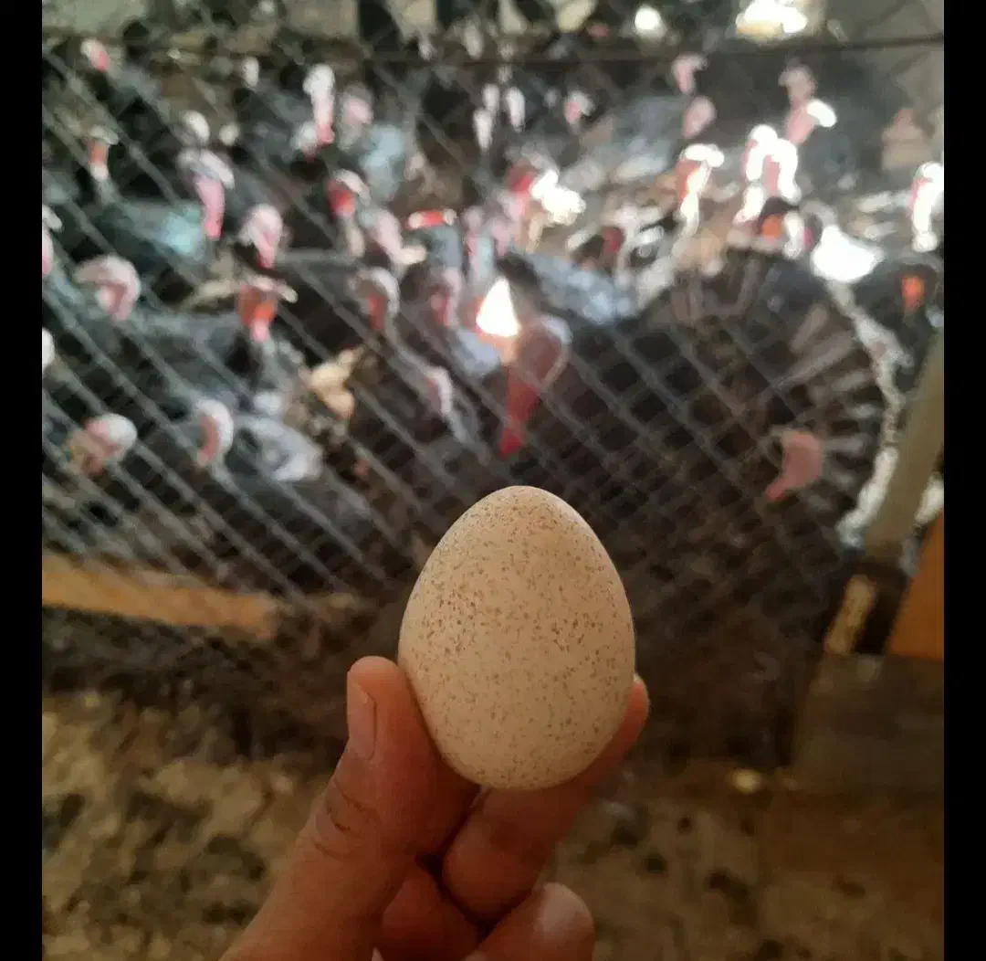 تخم بوقلمون نطفه دار|حیوانات مزرعه|آشخانه, |دیوار