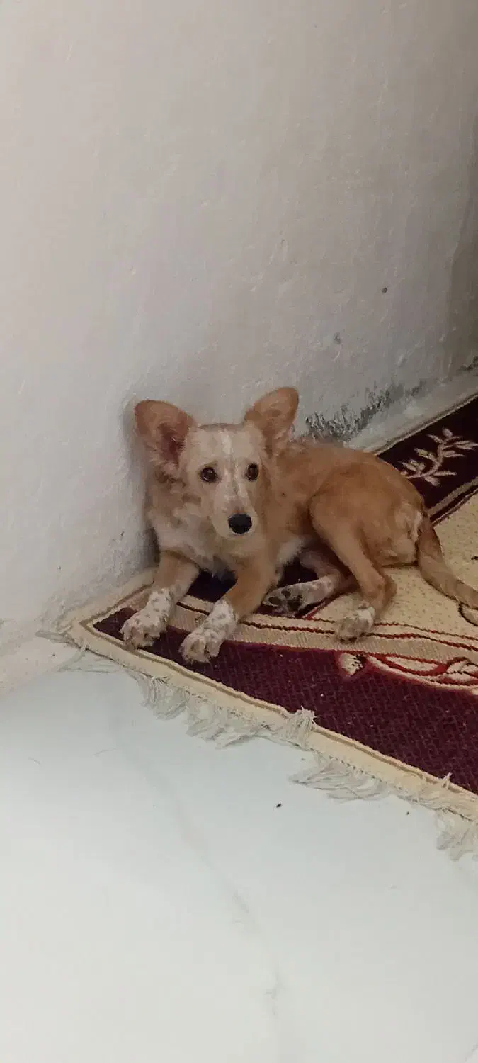 سگ چیکو|سگ|گرگان, |دیوار