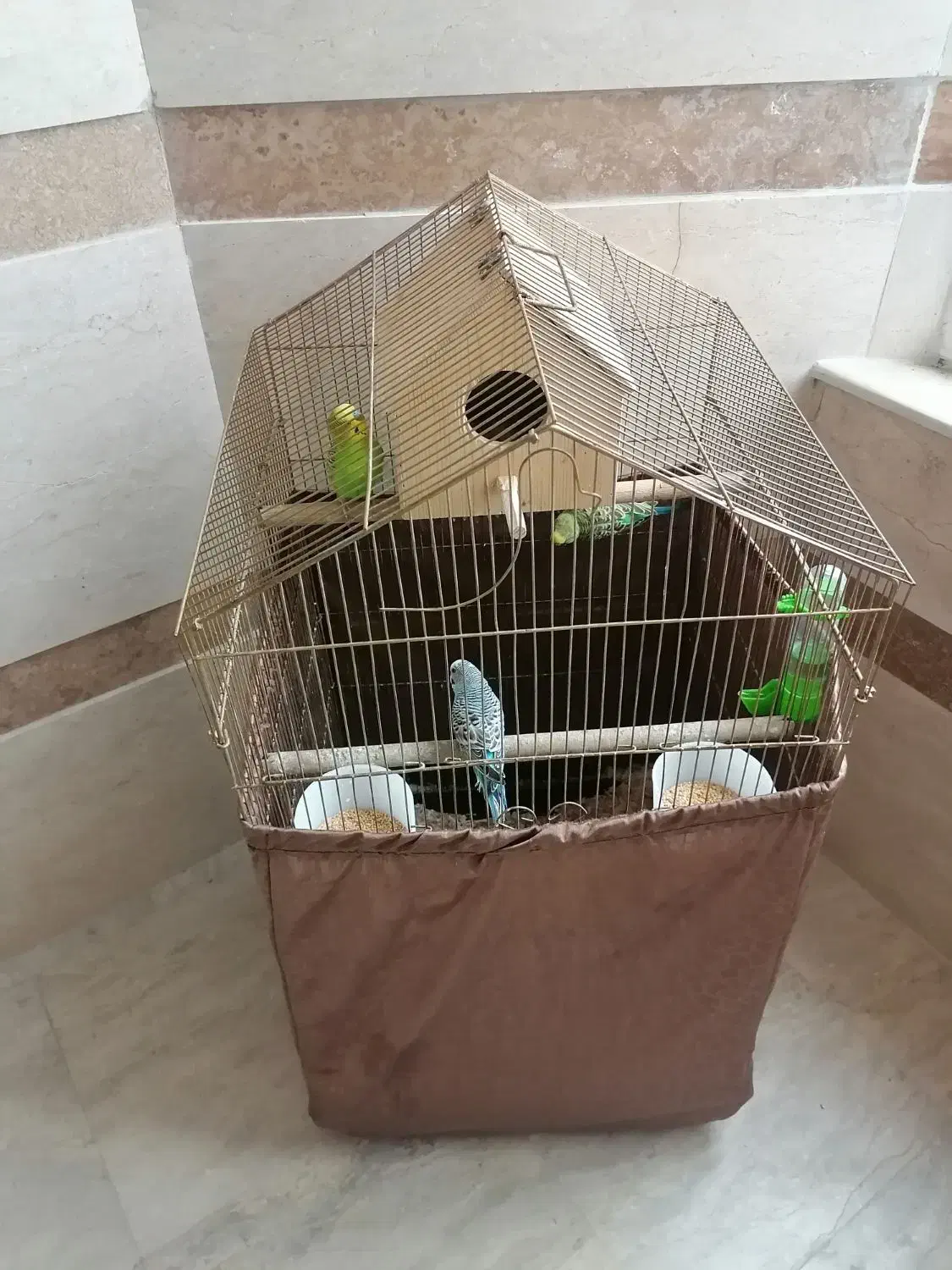 مرغ عشق به همراه لوازم کامل|پرنده|خرمآباد (تنکابن), |دیوار