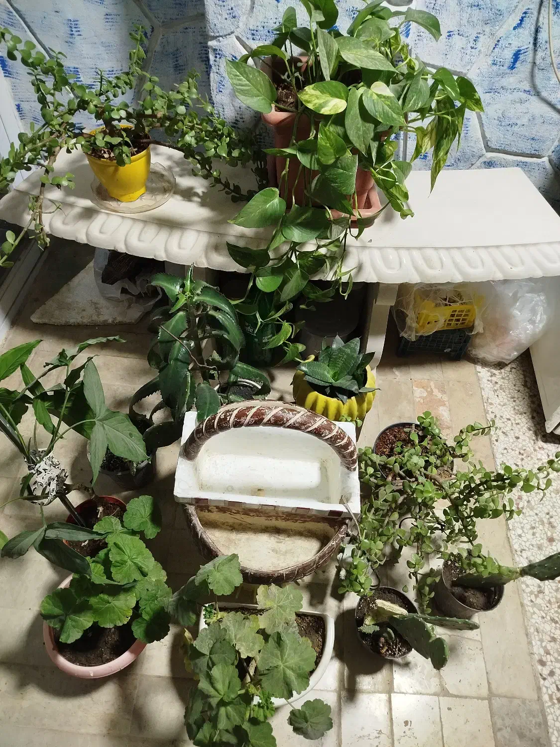 انواع گل طبیعی|گل و گیاه طبیعی|مشهد, شهرک صنعتی توس|دیوار