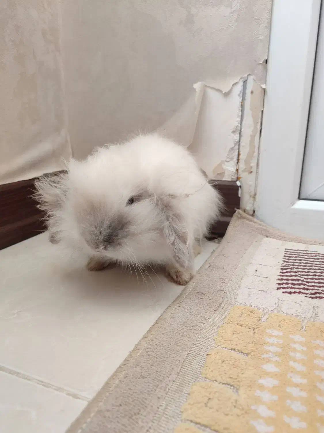 خرگوش لوپ ترکیش|موش و خرگوش|مرودشت, پشت سایپا‎|دیوار