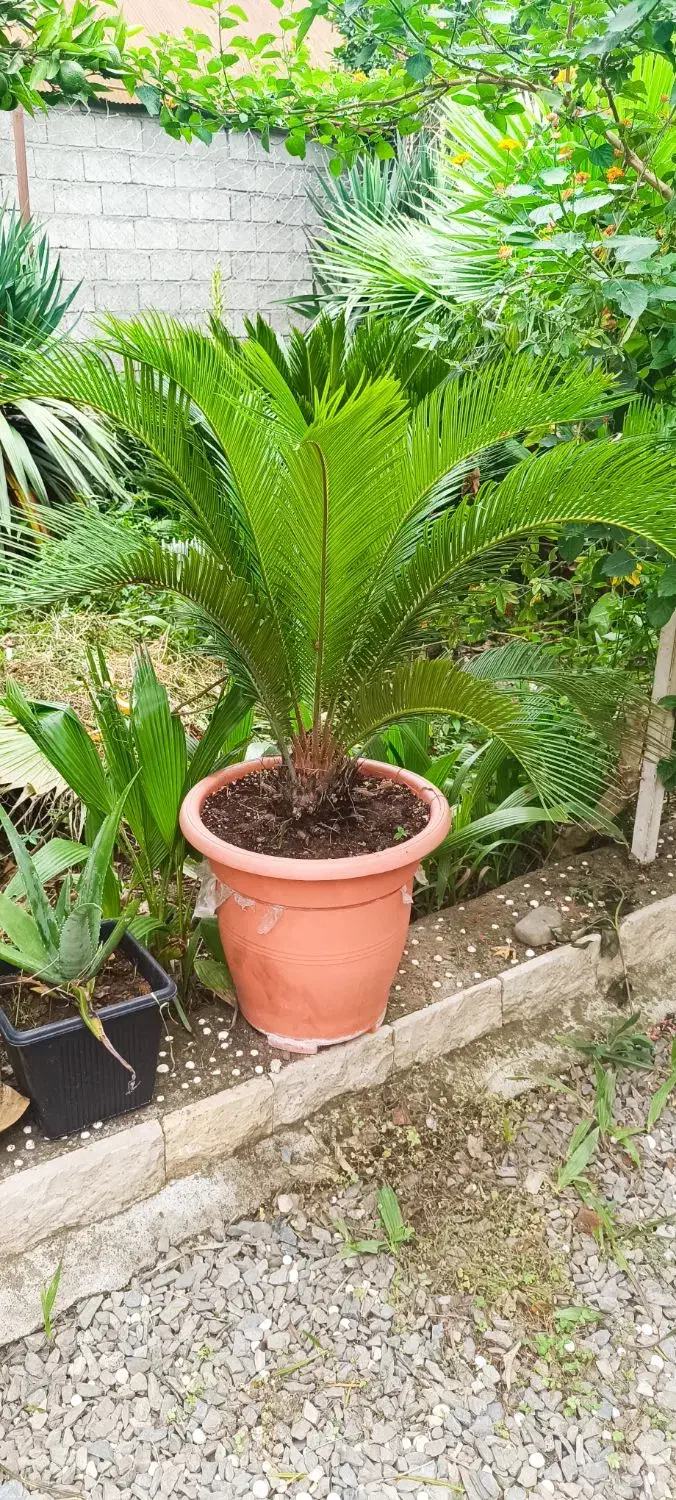 گیاه های زینتی مناسب باغچه و فضای سبز|گل و گیاه طبیعی|کیاشهر, |دیوار