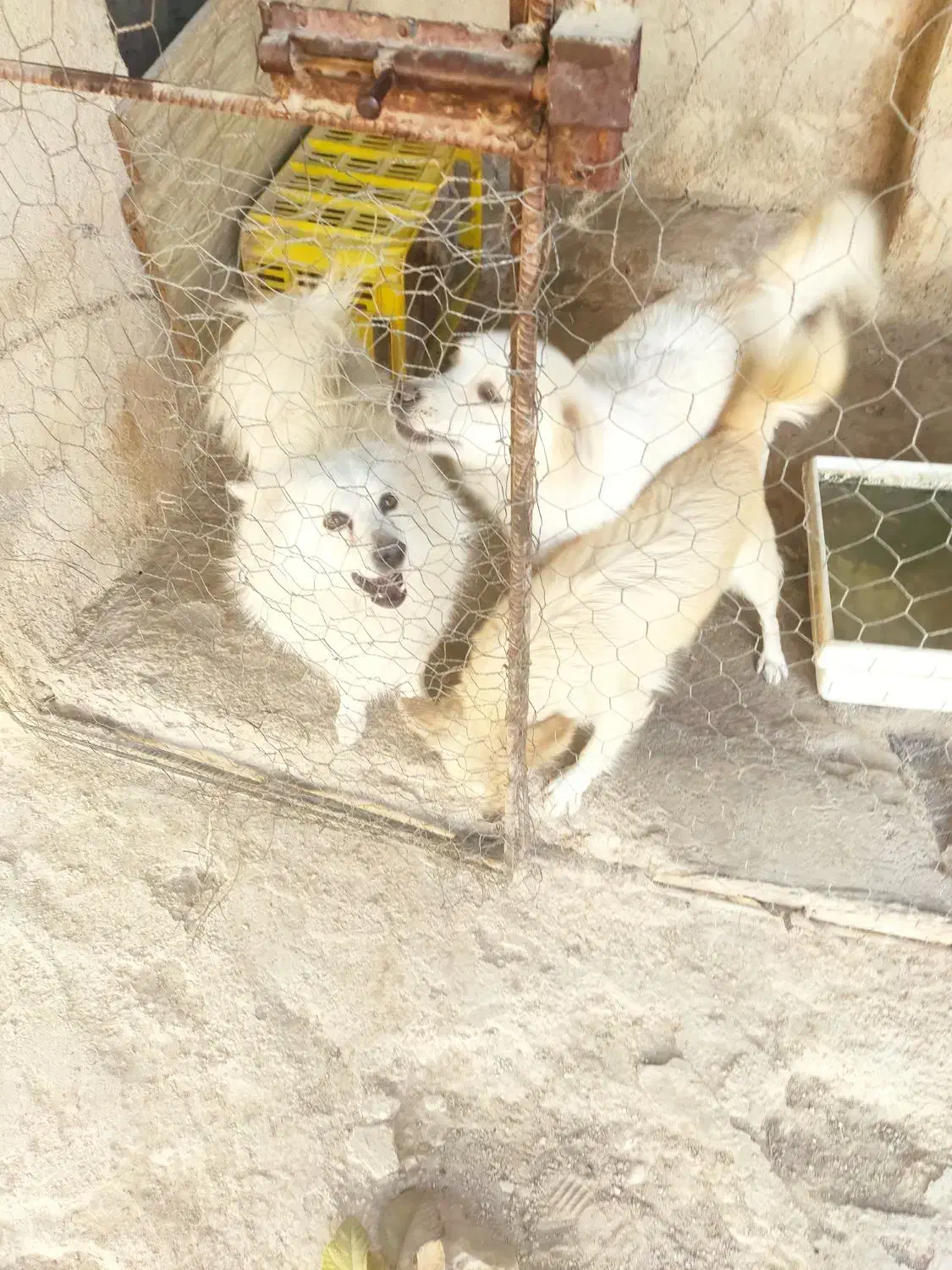 سک نژاد دار|سگ|جهرم, |دیوار