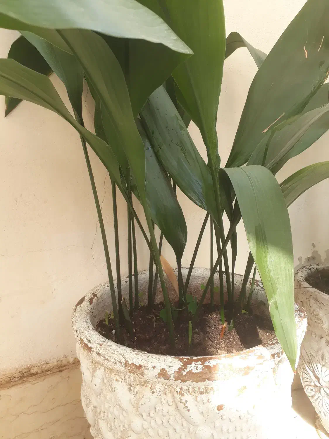 گل یشم گل عبایی با گلدان بزرگ وگلدان سفالی دیواری|گل و گیاه طبیعی|رشت, توشیبا|دیوار