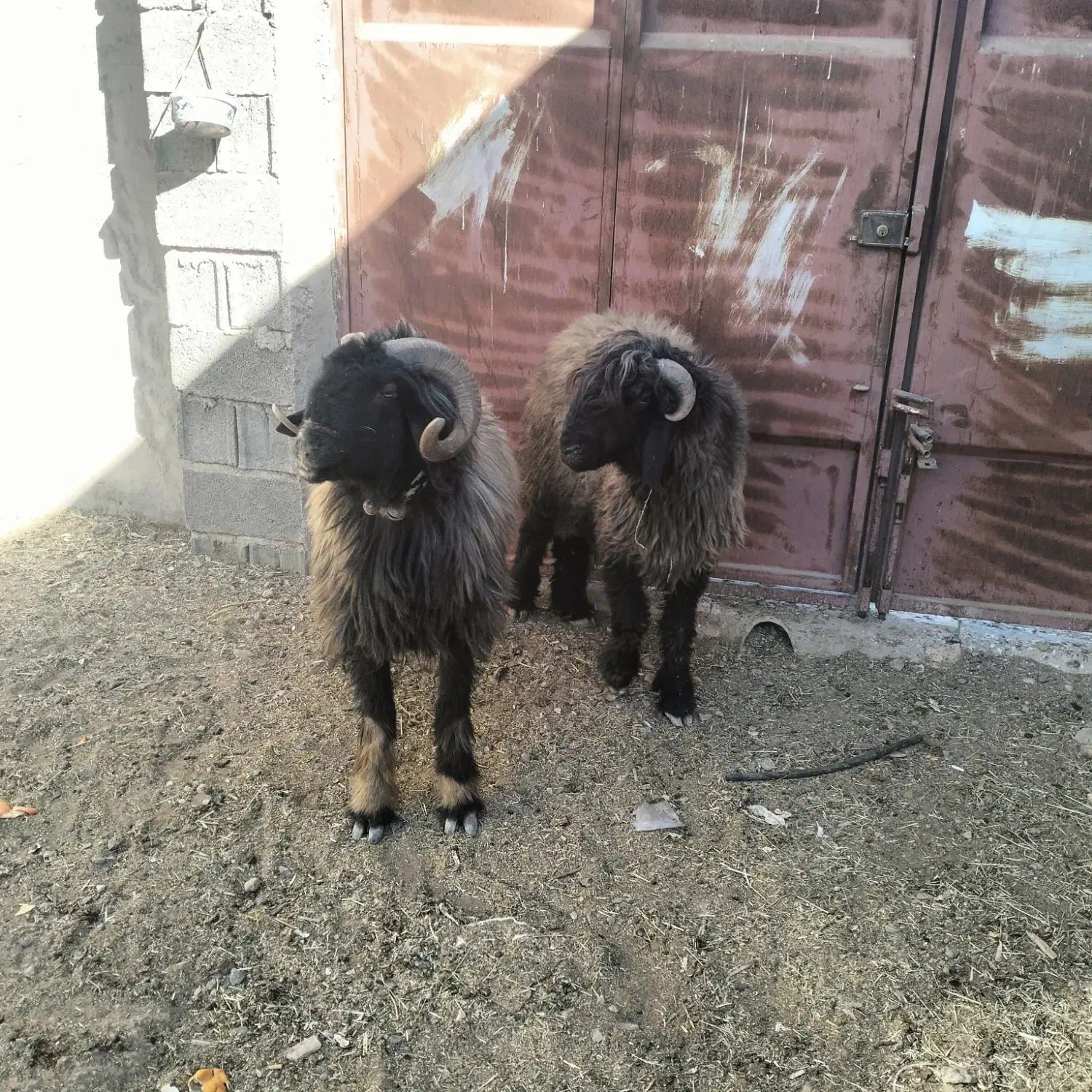 میش شیشک قوچ بختیاری|حیوانات مزرعه|مبارکه, |دیوار